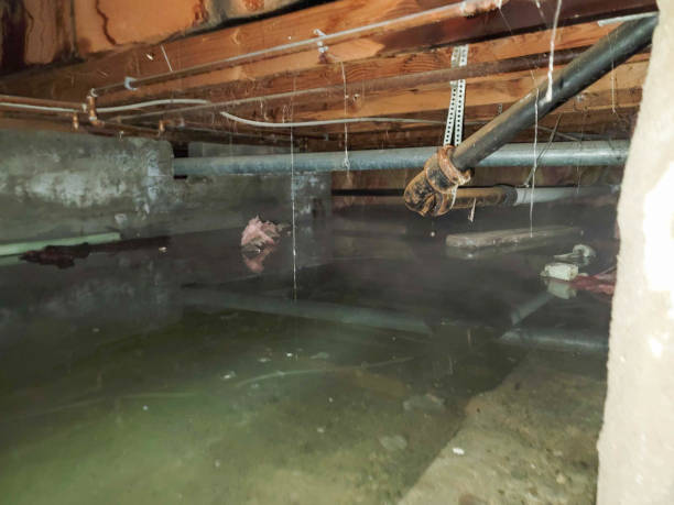 Best Professional water damage repair  in Dardenne Prairie, MO